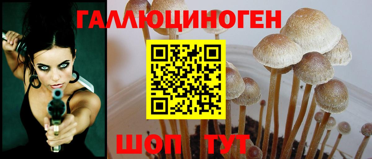 Псилоцибиновые грибы Psilocybe  Вход с VPN  что такое   Обь  Галлюциногенные грибы прущие грибы 